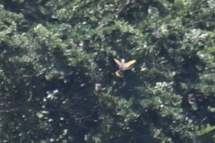 St. Vincent Amazon (Amazona guildingii), photo 3