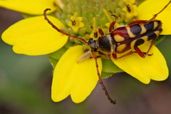 Typocerus sinuatus