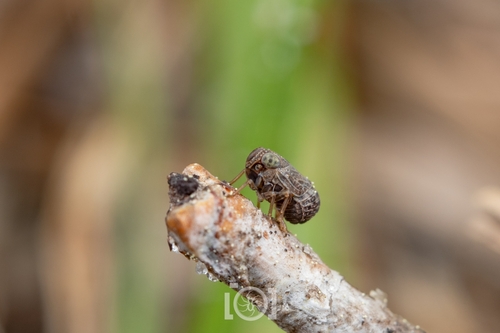 Protrocha obscura