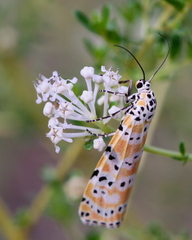 Ceanothus microphyllus