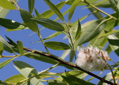 Salix caroliniana