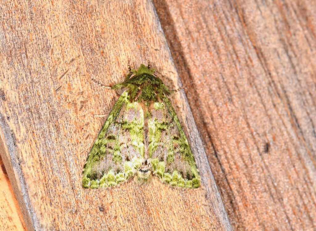 Hardingia hornito