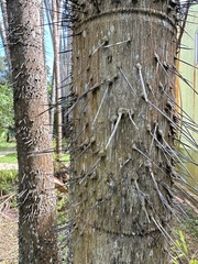 Oncosperma tigillarium, photograph (c) Jaw-Jian La, some rights reserved (CC BY)