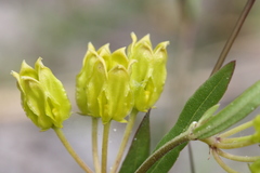 Asclepias pedicellata