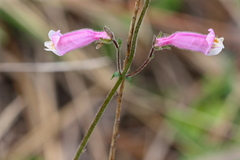 Penstemon australis