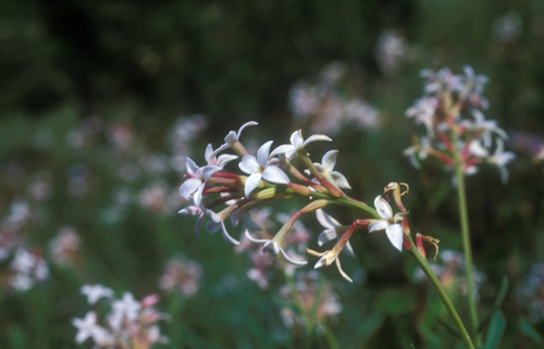 Altai stelleropsis (Diarthron altaicum)