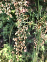 Scirpus pendulus