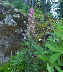 Castilleja parviflora olympica