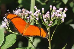 Dryas iulia alcionea