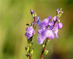 Nuttallanthus canadensis