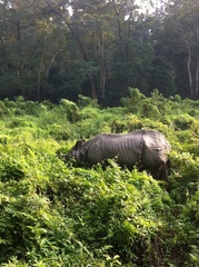 Rhinoceros unicornis