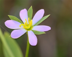 Sabatia calycina