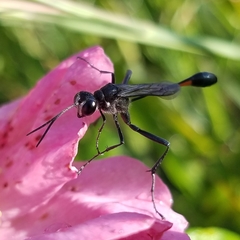 Ammophila urnaria