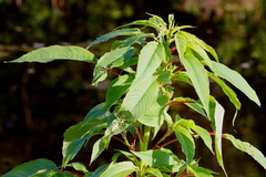 Amaranthus australis