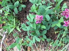 Trifolium brandegeei