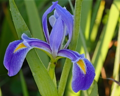 Iris savannarum