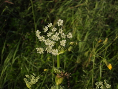 Conioselinum chinense