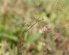 Ptilimnium capillaceum