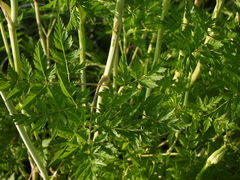 Conioselinum chinense