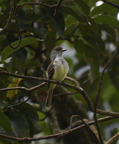 Grenada Flycatcher (Myiarchus nugator), photo 3