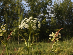 Conioselinum chinense
