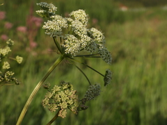 Conioselinum chinense