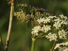Conioselinum chinense