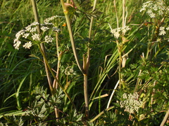 Conioselinum chinense