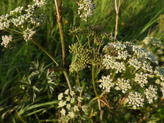Conioselinum chinense