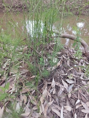Asparagus palaestinus, photograph (c) yelena_antipova, some rights reserved (CC BY)