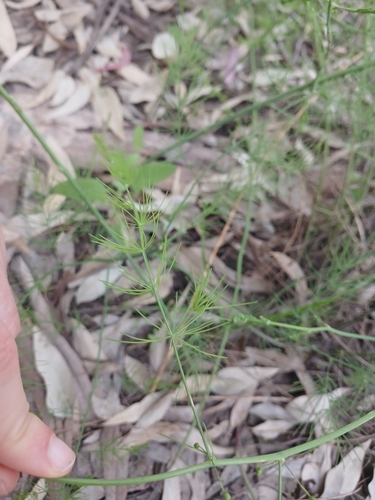 Asparagus palaestinus, photograph 2
