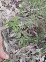 Asparagus palaestinus, photograph (c) yelena_antipova, some rights reserved (CC BY)