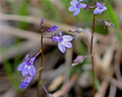 Lobelia feayana