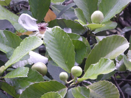 Dillenia philippinensis, photograph 4