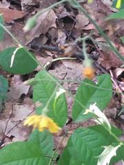 Hieracium tridentatum