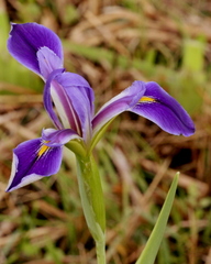 Iris savannarum