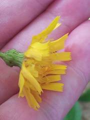 Hieracium tridentatum