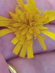 Hieracium tridentatum