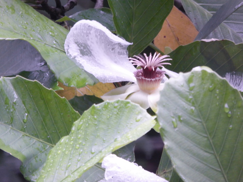 Dillenia philippinensis, photograph 3