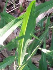 Hieracium tridentatum