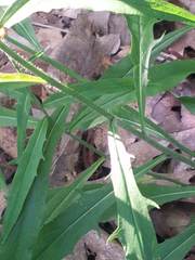 Hieracium tridentatum