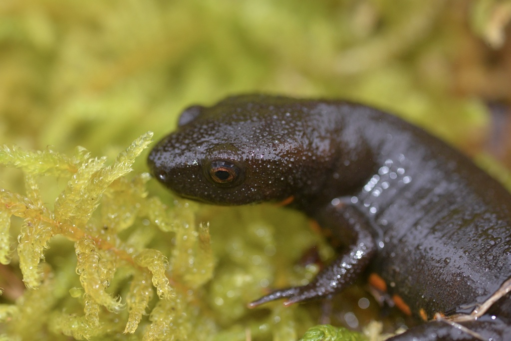 Oolong Fire-bellied Newt