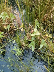 Sagittaria intermedia