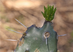 Opuntia austrina