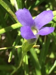 Gentianopsis simplex