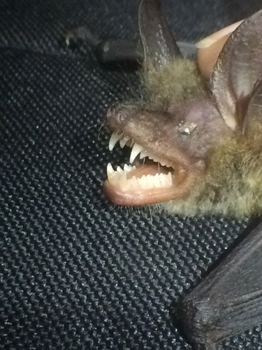 Van Gelder's bat