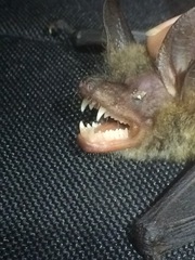 Bauerus dubiaquercus