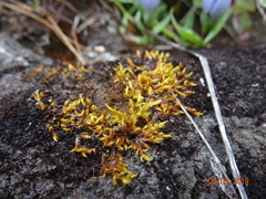 Racomitrium fasciculare