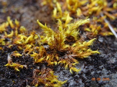 Racomitrium fasciculare