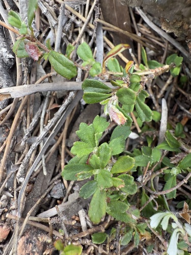 Image of Xanthosia tridentata by (c) sblumen, some rights reserved (CC BY)